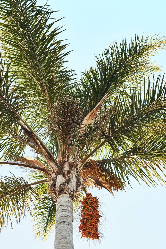 Looking up at a Palm Oil Tree with the fruits hanging.
