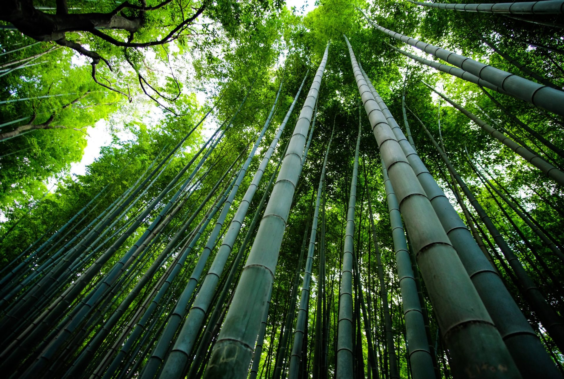 Looking up at a Bamboo Forest
