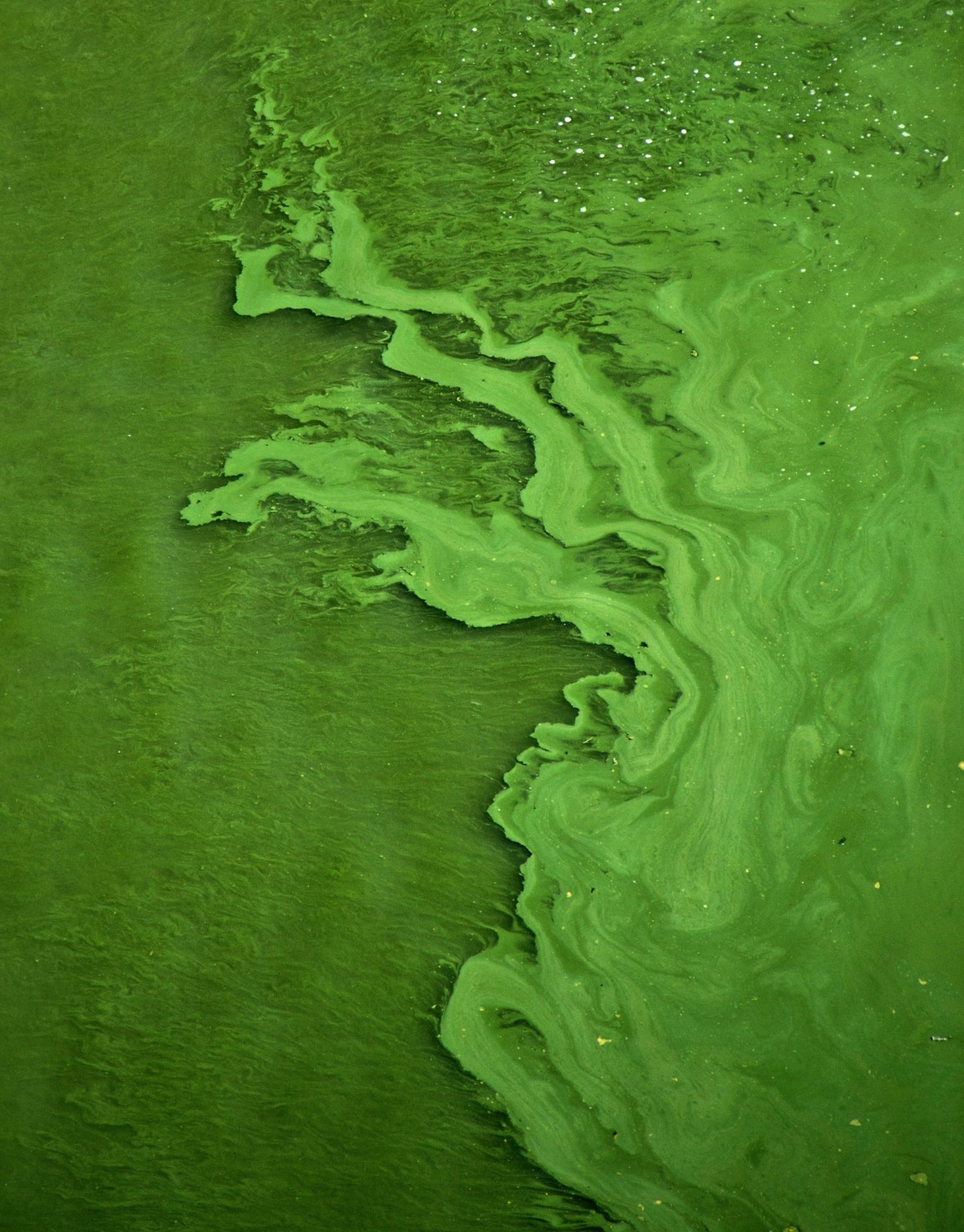 Algae Bloom from above